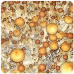 Псилоцибиновые (галлюциногенные)  грибы Psilocybin "Golden Teacher" в Райчихинске